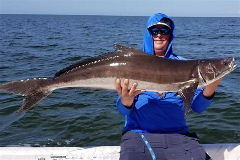cobia fish|Cobia .